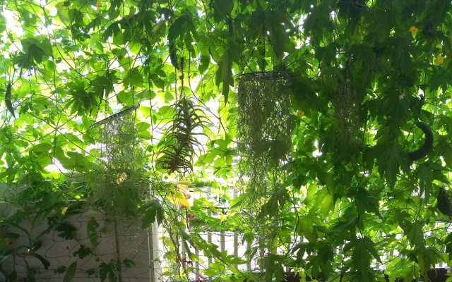 宮古島の夏野菜