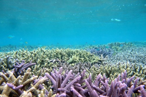 カラフルサンゴに埋め尽くされた沖縄の海