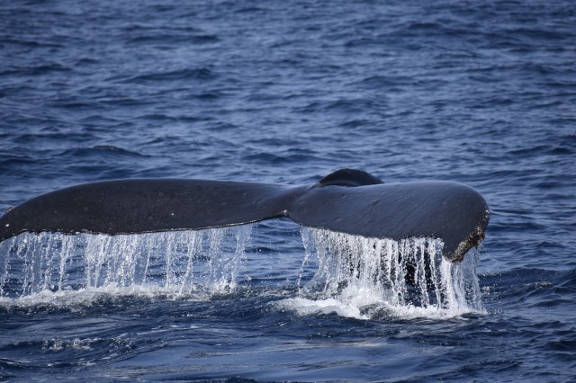 沖縄の巨大なザトウクジラ