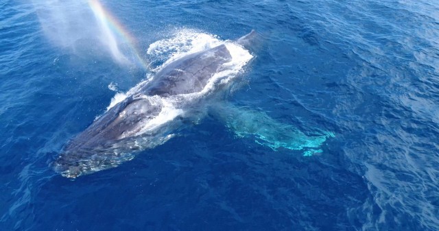 沖縄のザトウクジラの潮吹き