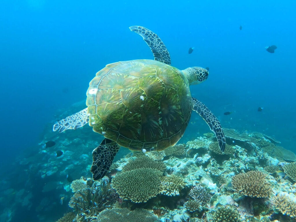 【石垣島】青の洞窟探検＆ウミガメシュノーケリング