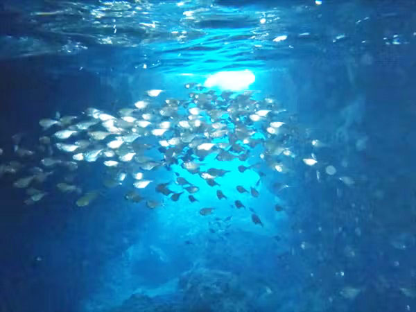 宮古島】青の洞窟シュノーケリング＆シーカヤック【船上でのカツオ解体ショー＆食べ放題付き】