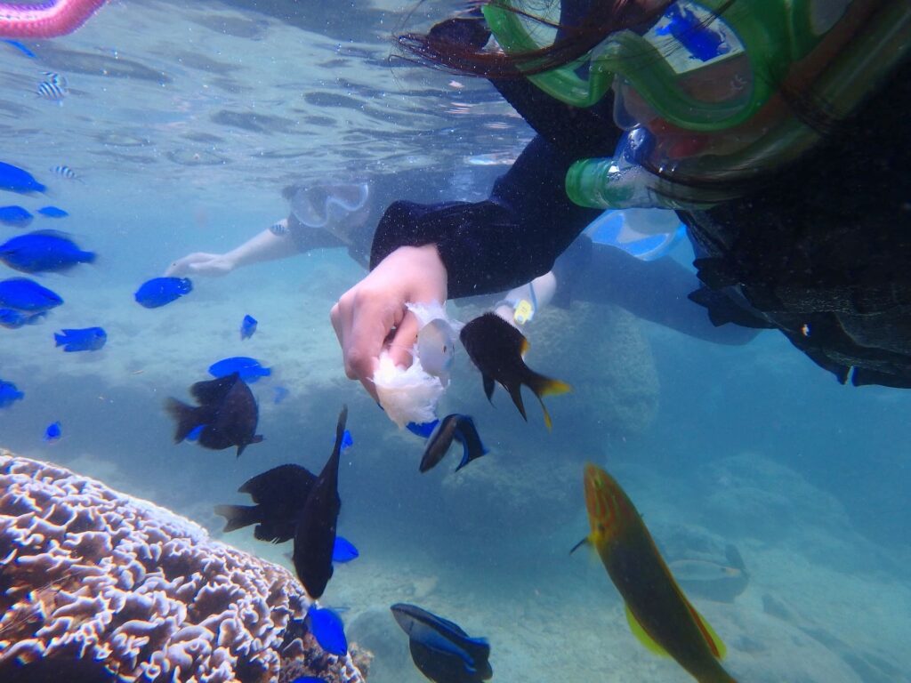 【沖縄本島】2歳からOKお子供も安心の沖縄シュノーケリング体験