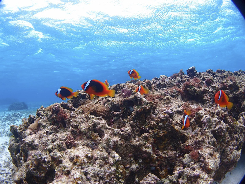 プロカメラで撮影した水中写真