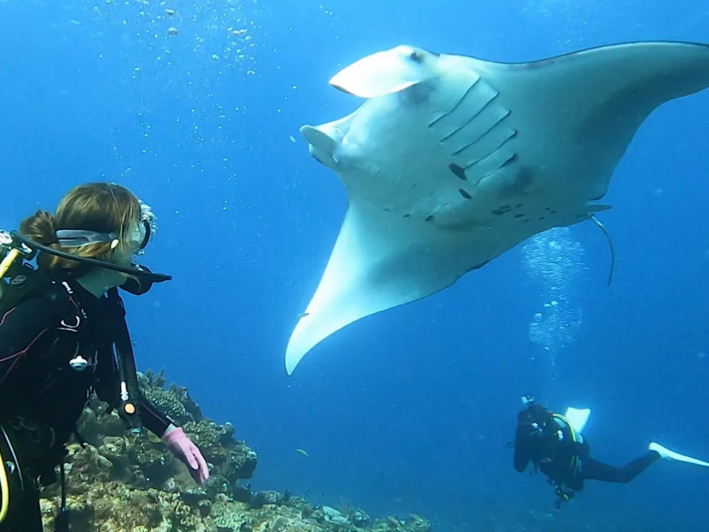 【石垣島】プロガイドと行くマンタダイビング！石垣島で夢のマンタ遭遇！本格ダイビングで海の魅力満喫