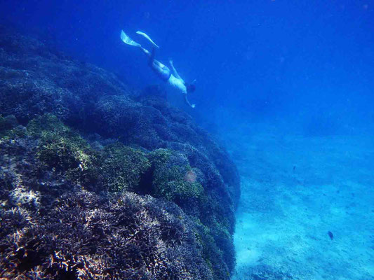 【沖縄・久米島】ビーチから冒険へ！リーフエッジシュノーケリングで、サンゴ海の美しさを満喫 