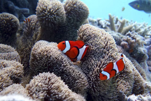透明度抜群の海で、サンゴと熱帯魚と出会う感動体験！