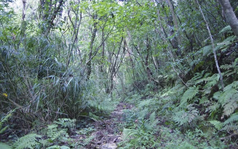  亜熱帯の森：静寂と緑に包まれた癒やしの空間