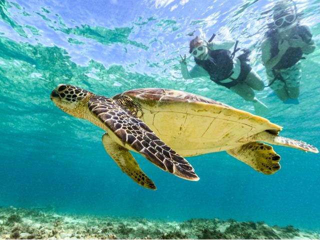 海中から迫る、ウミガメとの至近距離体験