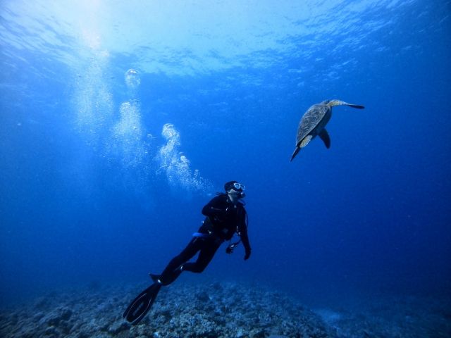 慶良間諸島で夢のような水中世界へ！半日ファンダイビング2本プラン