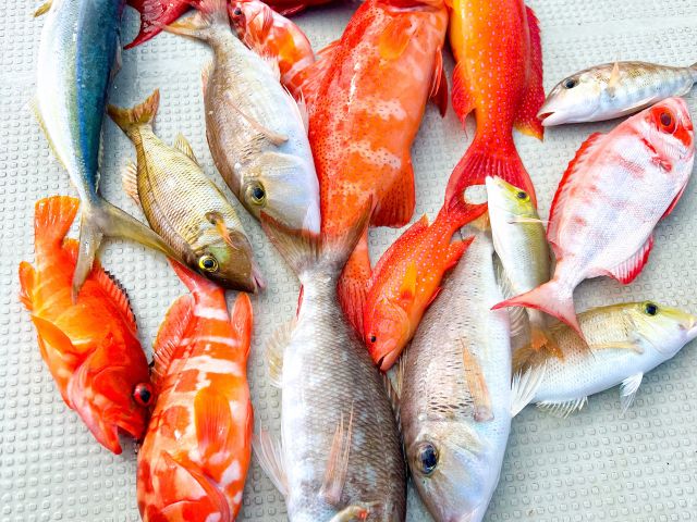 釣れた魚は、新鮮な海の幸に！