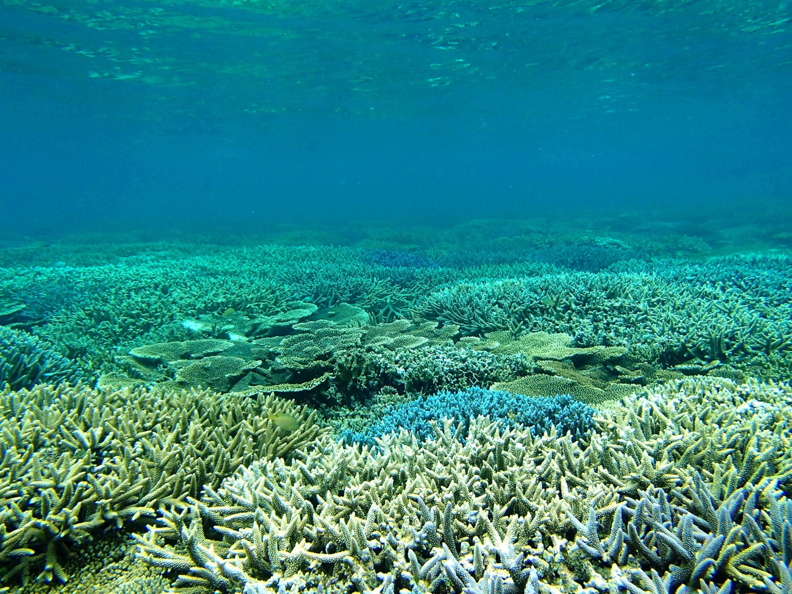 サンゴ礁が生み出す幻想的な絶景！穏やかなインリーフで癒やしのひとときを