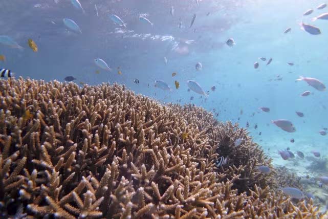 透明度抜群の海で、サンゴと熱帯魚と出会う感動体験！