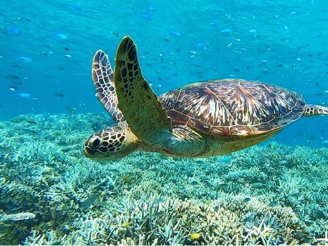 西表島の世界遺産を満喫！マングローブ(カヌーor SUP)とバラス島ウミガメシュノーケリングの贅沢な一日