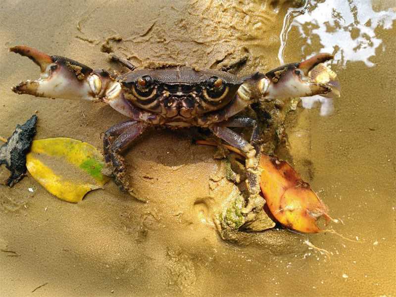 生き物の宝庫！干潟と潮だまりを観察